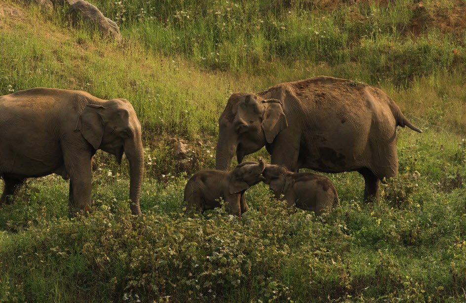 Indira Gandhi Sanctuary and National Park (Annamalai), Coimbatore, Tamil Nadu - Vushii.com